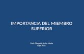 IMPORTANCIA DEL MIEMBRO SUPERIOR Prof. Giorgetti, Luisa María Klga. Ftra.
