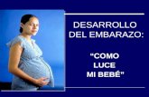 DESARROLLO DEL EMBARAZO: “COMO LUCE MI BEBÉ”. El embarazo causa cambios importantes en el organismo de la futura madre, además de ser necesarios para.