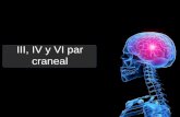 III, IV y VI par craneal. III par craneal: Motor ocular común Tiene una función completamente motora, es uno de los nervios que controla el movimiento.