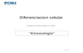 Diferenciacion celular Professor: Verónica Pantoja. Lic. MSP. “Kinesiologia” IPCHILE -