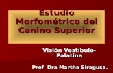 Estudio Morfométrico del Canino Superior Visión Vestíbulo-Palatina Prof Dra Martha Siragusa.