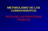 METABOLISMO DE LOS CARBOHIDRATOS RUTA DE LAS PENTOSAS FOSFATO METABOLISMO DE LOS CARBOHIDRATOS RUTA DE LAS PENTOSAS FOSFATO.