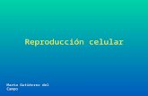 Reproducción celular Marta Gutiérrez del Campo. El ciclo celular La vida de una célula consta de dos etapas diferentes: interfase y división El conjunto.