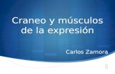 Craneo y músculos de la expresión Carlos Zamora. Craneo El craneo es una caja ósea que protege y contiene al encéfalo principalmente. El cráneo humano.