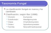 Taxonomía Fungal La clasificación fungal es nueva y ha cambiado Clasificación, según Bar (1988): DivisiónEumycota SubdivisiónMastigomycota ClaseChytridiomycetes.