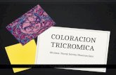 Coloracion tricromica