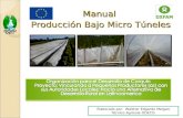 Manual Producción Bajo Micro Túneles Elaborado por: Walther Edgardo Melgar/ Técnico Agrícola ODECO.