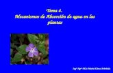 Tema 4. Mecanismos de Absorción de agua en las plantas Ingº Agrº MSc María Elena Arboleda.