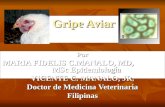 Gripe Aviar Por MARIA FIDELIS C.MANALO, MD, MSc Epidemiología VICENTE C. MANALO, JR. Doctor de Medicina Veterinaria Filipinas.