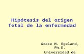 Hipótesis del origen fetal de la enfermedad Grace M. Egeland, Ph.D. Universidad de Bergen.