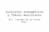 Sustratos energéticos y fibras musculares M.C. Lourdes De la Torre Díaz.