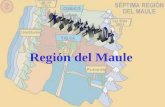 Región del Maule. Capital Regional La ciudad capital de la Región del Maule. Talca, que en lengua mapuche significa Trueno, es un importante centro comercial,