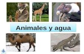 Animales y agua. Objetivos: pensar en cómo cinco animales usan el agua escribir frases sobre cómo los animales usan el agua.