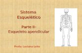 ANATOMIA - Esqueleto apendicular