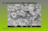 3. Fosilización Microfósiles Gonzalo Jiménez Moreno Curso 09-10.