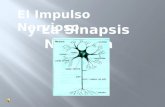 El impulso nervioso es un mensaje que se transmite por las neuronas y pueden originarse en el propio sistema nervioso o en los órganos receptores.