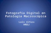 Fotografía Digital en Patología Macroscópica Luis Alfaro HRDJ.