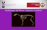 Radiología del Perro: columna vertebral Haz click en el esqueleto para acceder.