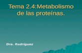Tema 2.4:Metabolismo de las proteínas. Dra. Rodríguez.