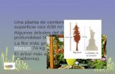 Una planta de centeno de 4 años: superficie raíz 639 m 2. Algunos árboles del desierto: raíz profundidad 50 m. La flor más grande: Amorphophallus titanum.