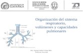 Organización del sistema respiratorio, volúmenes y capacidades pulmonares Dra. Adriana Suárez Urhan MSc. Profesora Asociada.
