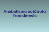 Anabolismo autótrofo Fotosíntesis. cloroplastos materia y energíaProceso de biosíntesis de moléculas orgánicas llevado a cabo por los cloroplastos de.