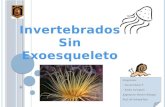 Integrantes: ~ Ivanna Pasten P. ~ Evelyn Carvajal C. Asignatura: Electivo Biología Prof.: Mª Soledad Ríos.