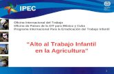 Oficina Internacional del Trabajo Oficina de Países de la OIT para México y Cuba Programa Internacional Para la Erradicación del Trabajo Infantil Alto.