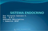 Dra Victoria Guevara A. Esp. O.R.L. Anatomía descriptiva. I Semestre 2010 Dra. Guevara. Universidad de Costa Rica.