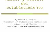 Raíces y árboles del Raíces y árboles del establecimiento By Edward F. Gilman Department of Environmental Horticulture University of Florida .
