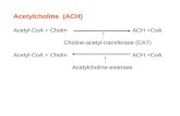 Acetylcholine (ACH) Acetyl-CoA + Cholin ACH +CoA Choline-acetyl-transferase (CAT) Acetyl-CoA + Cholin ACH +CoA Acetylcholine-esterase.