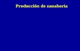 Producción de zanahoria. Producción mundial (Fuente: FAO) 5.5 millones de t (1963)  16 millones de t (1996) 18.000.000 t (2002)