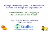 Manejo Hormonal para la Inducción Floral en Mango de Exportación Entendiendo el Lenguaje de la Planta de Mango Ing. Carlo Rosas Estrada Stoller Perú.