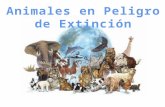 Animales en peligro de Extinción Durante los últimos 2000 años se han extinguido al menos cien especies de mamíferos en diferentes partes del mundo. Pero.