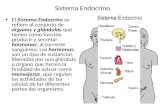 Sistema Endocrino El Sistema Endocrino se refiere al conjunto de órganos y glándulas que tienen como función producir y secretar hormonas, al torrente.