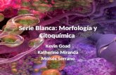 Serie Blanca: Morfología y Citoquímica Kevin Goad Katherine Miranda Moisés Serrano.