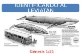 IDENTIFICANDO AL LEVIATÁN Génesis 1:21. Leviatán, el animal más grande del mar El Leviatán es la Ballena azul, el animal más grande que jamás ha existido: