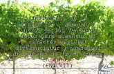 “Influencia de la Irrigación - Abonado y control de los fenómenos redox para aumentar el carácter varietal diferenciador y preservar los aromas de fruta.