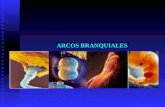 ARCOS BRANQUIALES