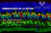 Embriología de la Retina