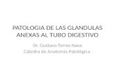 Patologia de Las Glandulas Anexas Al Tubo Digestivo