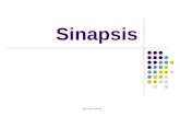 Sinapsis Quimica Ciclo Vital de Un Neurotransmisor 10
