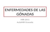 ENFERMEDADES DE LAS GÓNADAS MIR 2011 AulaMIR Granada.