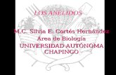 LOS ANELIDOS M.C. Silvia E. Cortés Hernández Área de Biología UNIVERSIDAD AUTÓNOMA CHAPINGO.