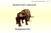 Ecología Molecular – TP 7 Selección natural Adaptación.