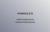ANIMALES VERTEBRADOS INVERTEBRADOS. Los animales invertebrados forman los grupos más numerosos de animales. Los invertebrados carecen de columna vertebral.