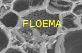 FLOEMA. Proceso de diferenciación del elemento criboso 1.% célula madre (cél.acompañante + elemento criboso) 2. Formación de cuerpos de proteína P 3.desintegración.