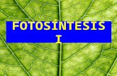 FOTOSÍNTESIS I. FOTOSÍNTESIS (Ray, 1981) La conversión del dióxido de carbono a compuestos orgánicos en presencia de la luz, siendo el producto inmediato.