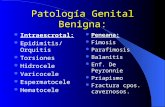 Patología Genital Benigna: Intraescrotal: Epidimitis/Orquitis Torsiones Hidrocele Varicocele Espermatocele Hematocele Peneana: Fimosis Parafimosis Balanitis.