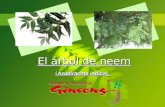 El árbol de neem ( Azadirachta indica). Antecedentes Antecedentes Árbol importado de la India en la década de los 90s por la asociacion de productores.
